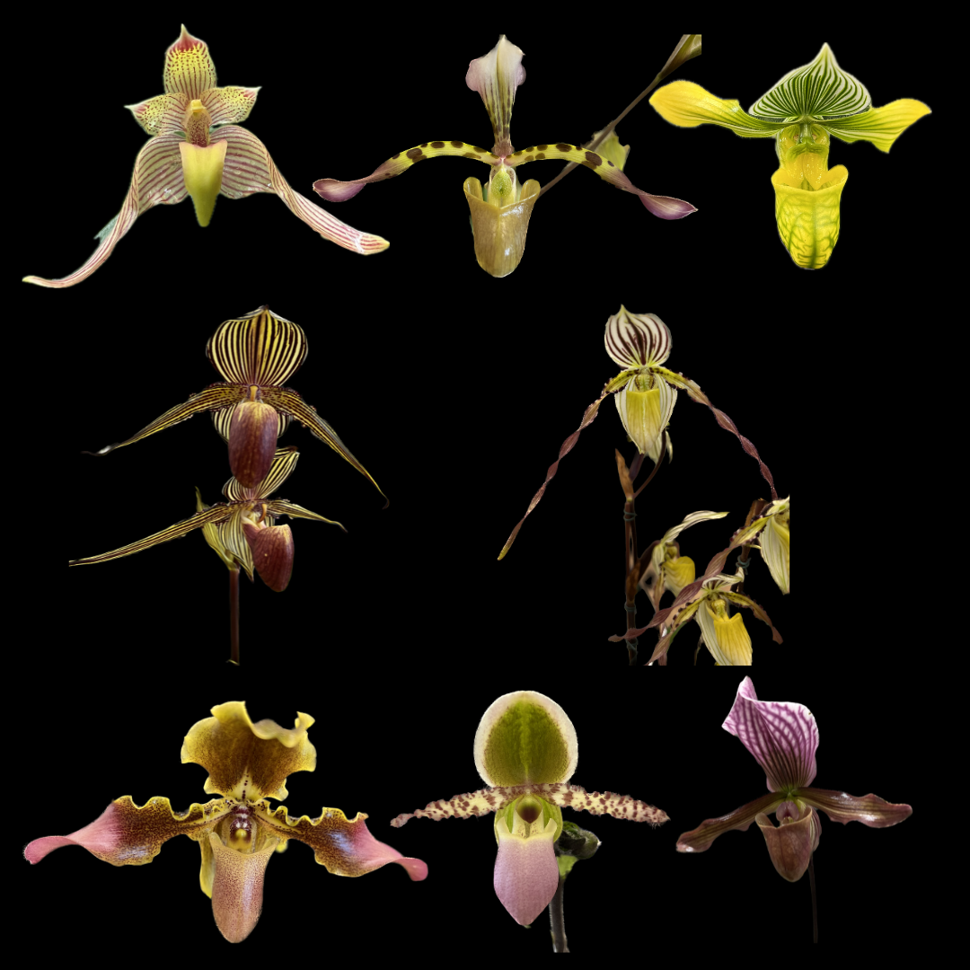 Paphiopedilum (Lady Slipper) Orchids